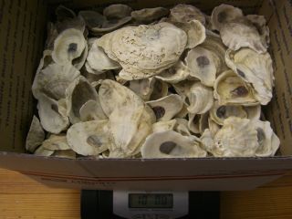 England / Long Island Sound Oyster Shells - 10 Pounds,  On Avg.  400 Shells.