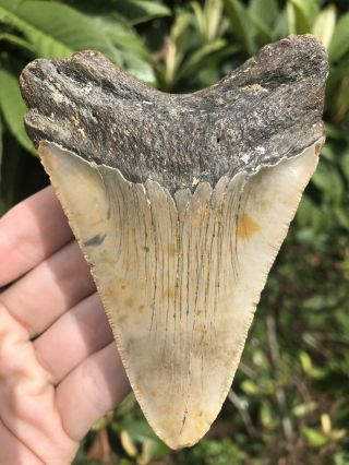 Huge 4.  17” Megalodon Tooth Fossil Shark Teeth Unrestored Natural