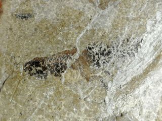 Metamorphosis Tadpole / Frog Fossil Miocene Shanwang Shandong China Ae65