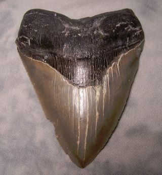Megalodon Tooth 4 7/8 " Shark Teeth Fossil Jaw Megladon Meg Scuba Diver Huge Gem