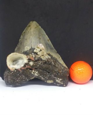 5.  45 " Megalodon Shark Tooth Fossil 100 Authentic - Huge
