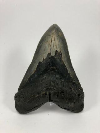 5.  82” Megalodon Fossil Giant Shark Teeth All Natural Large Ocean Tooth (b140)