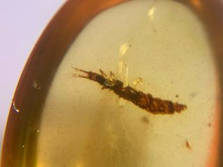 Neuroptera Nevrorthidae lacewing larva Burmite Myanmar Burma Amber insect fossil 6