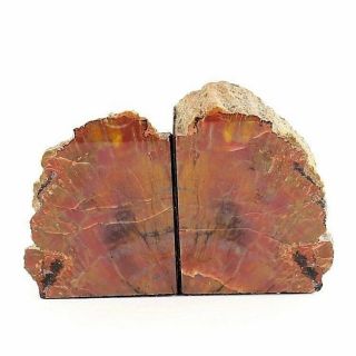 Arizona Rainbow Petrified Wood Stone Bookends Polished Felted Rough Back 4.  5 " T
