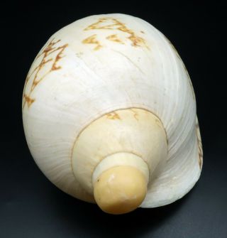 Voluta Livonia mammilla F,  /F,  240 mm seashell Australia IG 3