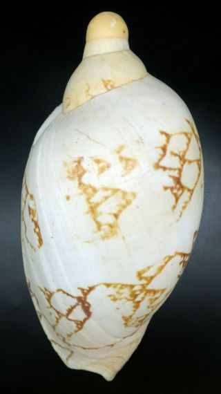 Voluta Livonia mammilla F,  /F,  240 mm seashell Australia IG 5
