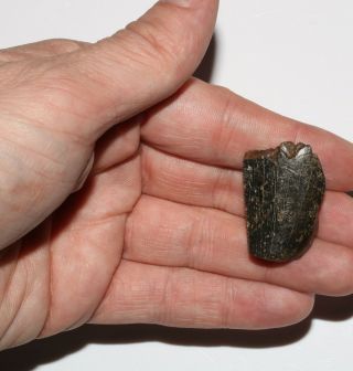 Huge Thick Tyrannosaurus Rex Tooth Partial With Serrations Hell Creek Formation