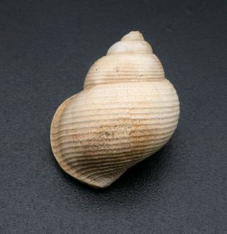 Very seldom seen Tylospira lirata 19.  8 mm Australia Pliocene fossil seashell 4