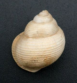 Very seldom seen Tylospira lirata 19.  8 mm Australia Pliocene fossil seashell 5