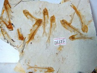 Large Lycoptera Multi Fish Fossil - 70816