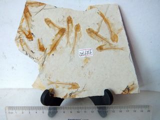Large Lycoptera Multi Fish Fossil - 70816 2