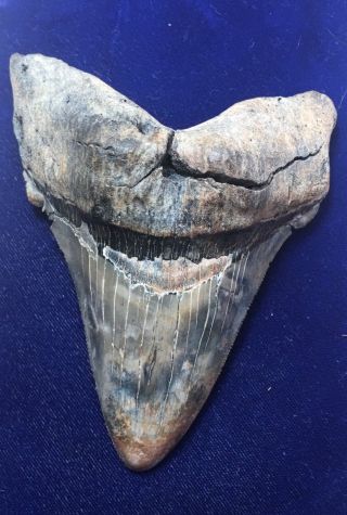 Massive 4 1/4 ",  Otodus Angustidens Fossil Shark Tooth Megalodon Lowcountry,  Sc