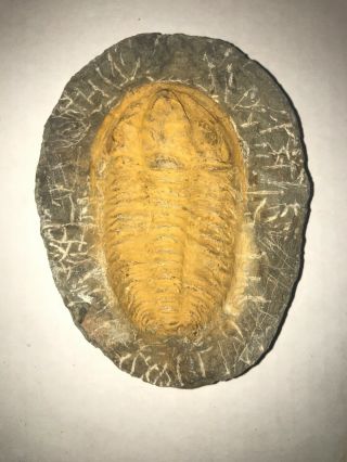 Hamatolenus Trilobite Fossil Lower Cambrian Morocco 5”x4”