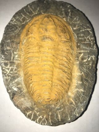 Hamatolenus Trilobite Fossil Lower Cambrian Morocco 5”x4” 2