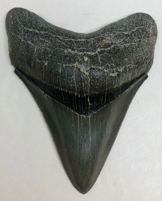 Very Megalodon Fossil Shark Tooth With Extra Sharp Serrations/tip