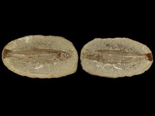 Cretaceous Period Nodule Of Tharrias Fossil Fish