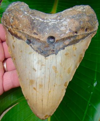 Megalodon Shark Tooth Xl 5 & 3/8 In.  Huge Size - No Restorations