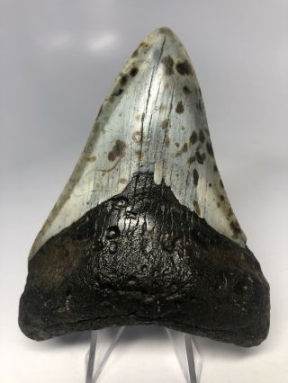 Megalodon Shark Tooth 4.  21” - Real Fossil - Natural 4043