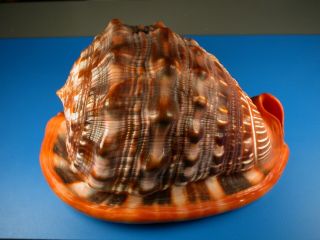 Cassis Rufa,  Very Dark,  Huge Size,  178mm,  Madagascar Shell