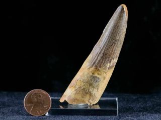 XL 3.  2 IN Spinosaurus Tooth Fossil Cretaceous Dinosaur Morocco & Stand 2