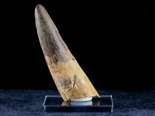 XL 3.  2 IN Spinosaurus Tooth Fossil Cretaceous Dinosaur Morocco & Stand 3