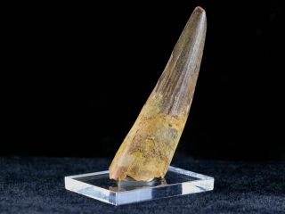 XL 3.  2 IN Spinosaurus Tooth Fossil Cretaceous Dinosaur Morocco & Stand 4