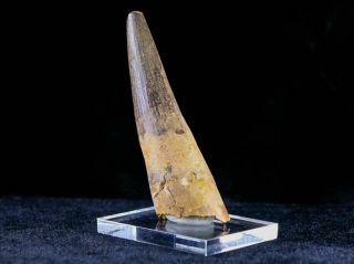 XL 3.  2 IN Spinosaurus Tooth Fossil Cretaceous Dinosaur Morocco & Stand 5