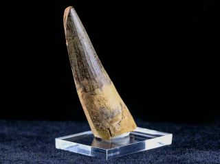 XL 3.  2 IN Spinosaurus Tooth Fossil Cretaceous Dinosaur Morocco & Stand 6