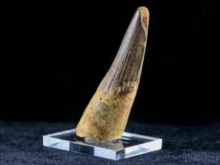 XL 3.  2 IN Spinosaurus Tooth Fossil Cretaceous Dinosaur Morocco & Stand 7