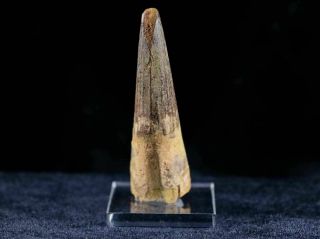 XL 3.  2 IN Spinosaurus Tooth Fossil Cretaceous Dinosaur Morocco & Stand 8