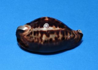 Seashell Cypraea Friendii 84.  7 (002)