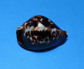 Seashell Cypraea Vercoi 77.  7 (001)