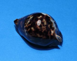 Seashell CYPRAEA VERCOI 77.  7 (001) 4