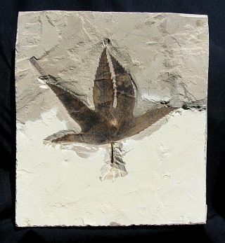Extinctions - Strange Curved Serrated Sycamore Leaf Fossil - Display