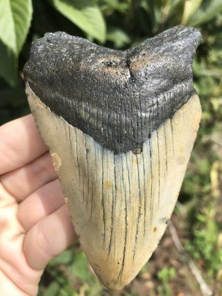Huge 4.  12” Megalodon Tooth Fossil Shark Teeth Unrestored Natural