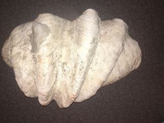 Large Giant Clam Shell Tridacna Gigas Natural Sea Shell 25” 5