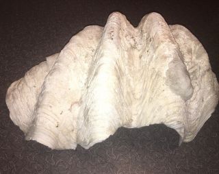 Large Giant Clam Shell Tridacna Gigas Natural Sea Shell 25” 7