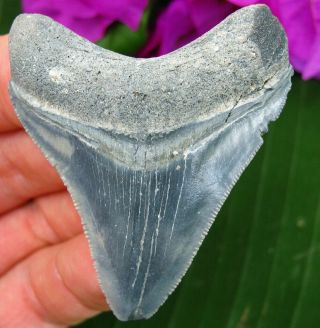 Colorful Bone Valley Megalodon Fossil Shark Tooth Florida Teeth Miocene
