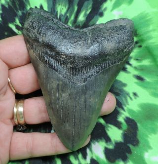 Megalodon Sharks Tooth 4 1/16  Inch No Restorations Fossil Sharks Tooth Teeth