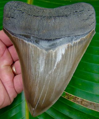 Megalodon Shark Tooth - Over 5 & 3/8 In.  World Class Quality - No Restorations