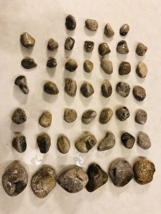 Petoskey Stones Raw Unpolished 22lbs Total Weight.
