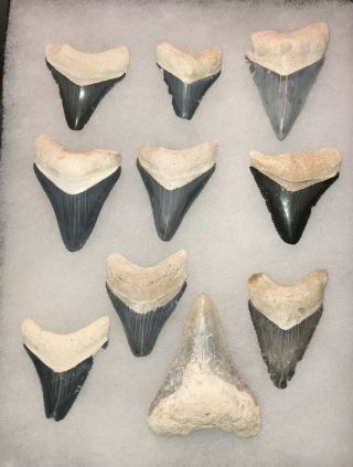 Bone Valley Megalodon Fossil Sharks Tooth Meg Jaws Gem