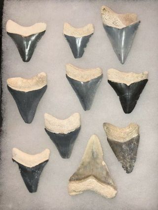 Bone valley Megalodon Fossil Sharks Tooth Meg Jaws Gem 2