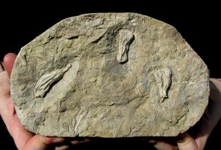 Extinctions - Detailed Plate Of Three Crinoid Fossils - Waterloo,  Illinois