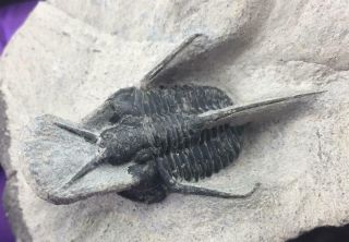 NICELY PRESERVED CYPHASPIS TAFILALET TRILOBITE FOSSIL FROM MOROCCO (S8) 5