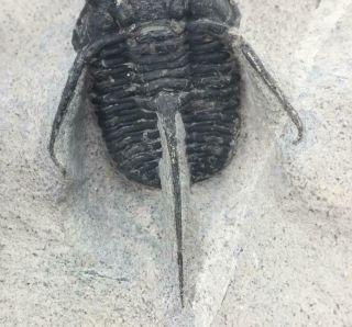 NICELY PRESERVED CYPHASPIS TAFILALET TRILOBITE FOSSIL FROM MOROCCO (S8) 8