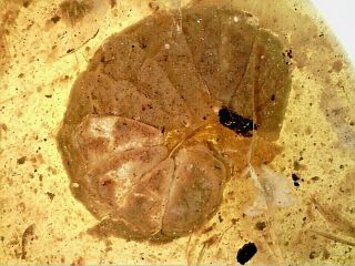 Burmese Myanmar Cretaceous Burmite Amber With Rare Isopod Crustacean Gi48 0.  43g