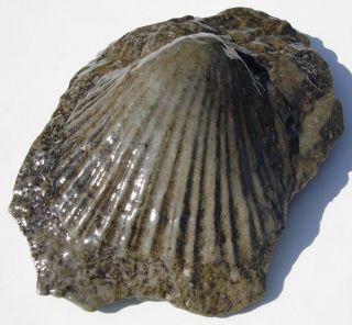 Pennsylvanian Age Large Brachiopod Or Clam Fossil In Limestone Host Rock