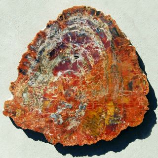Huge,  Polished,  Thick Colorful Arizona Petrified Wood Round