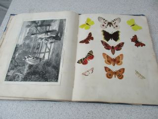An Antique Victorian Scrap Album - Robert Hind - Whetstone Hall - 1874 - 75 - 76 - Scrapbook 6